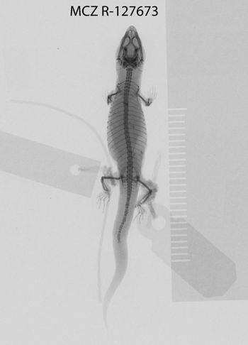 Media type: image;   Herpetology R-127673